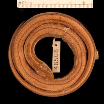 Media type: image;   Herpetology R-46508